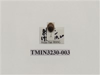 藏品(隱斑瓢蟲)的圖片